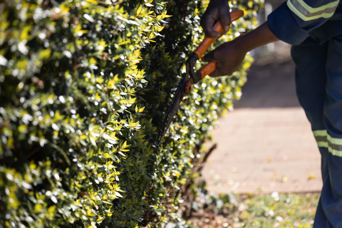 Hände beim präzisen Schnitt einer grünen Hecke